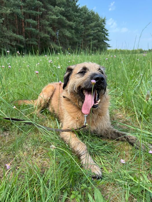 Szorściak Bono poleca się do adopcji!