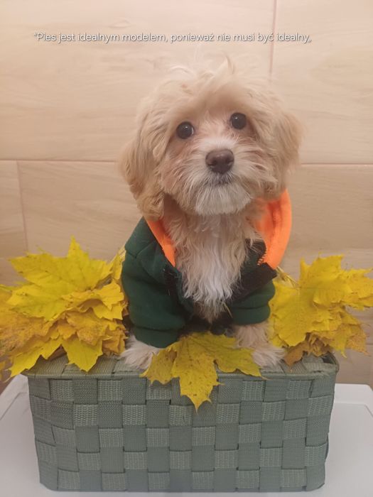 Piesek maltipoo f1