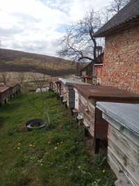 Бджоли  Бджолопакети  Відводки