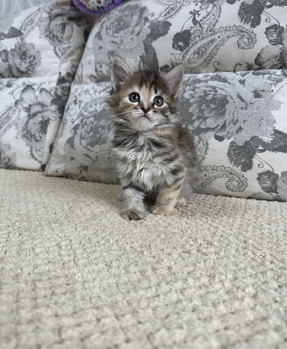 Сибирячки малыши )