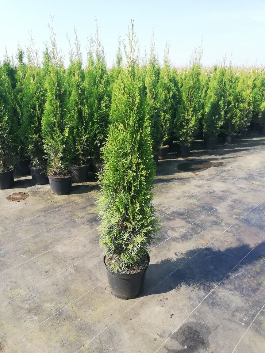 Tuja Thuja szmaragd 100cm Transport do klienta