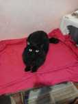 Czarny, puchaty kotek Baron, FIV+, 2-3 lata