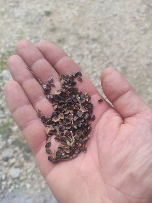 Gryka na pasze na poplony , łuska