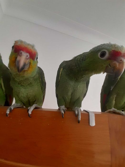 Papagaio amazona procura família