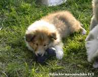 Owczarek szkocki długowłosy collie ZKwP/ FCI