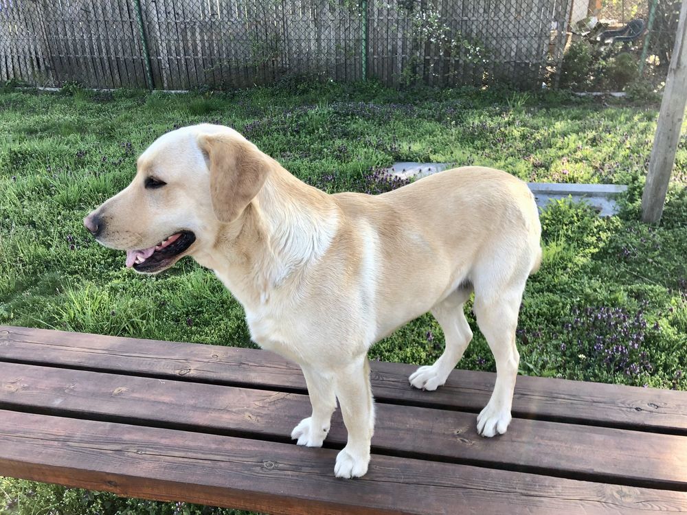 Labrador Retriver Reproduktor Biszkoptowy