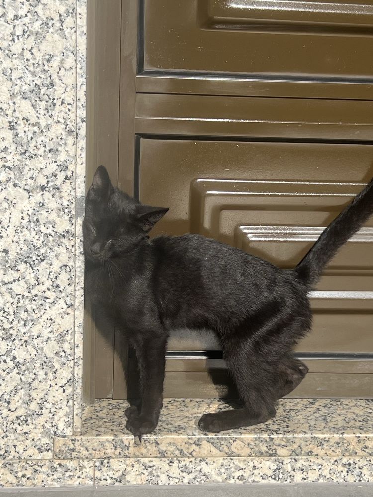 Gato bebe para Adoçao