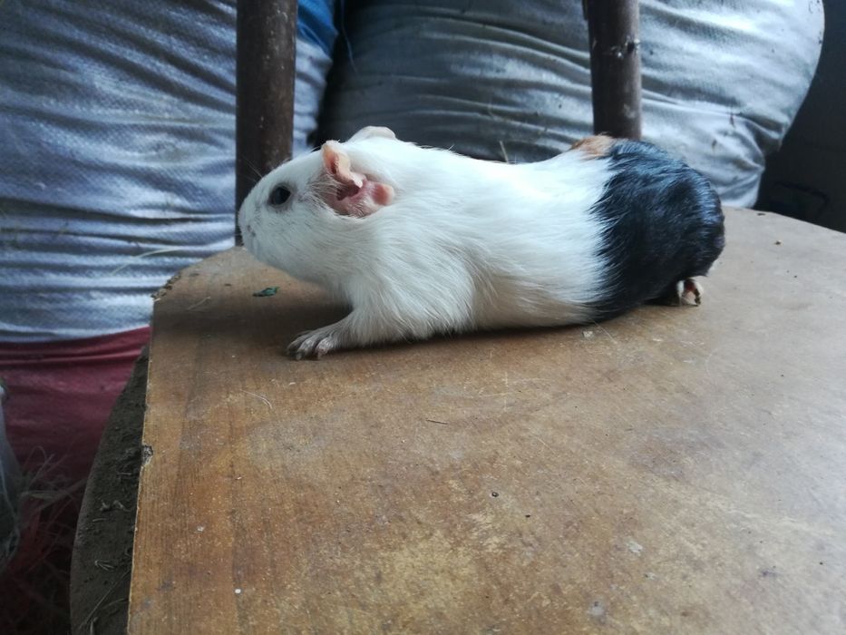 Морские свинки разные