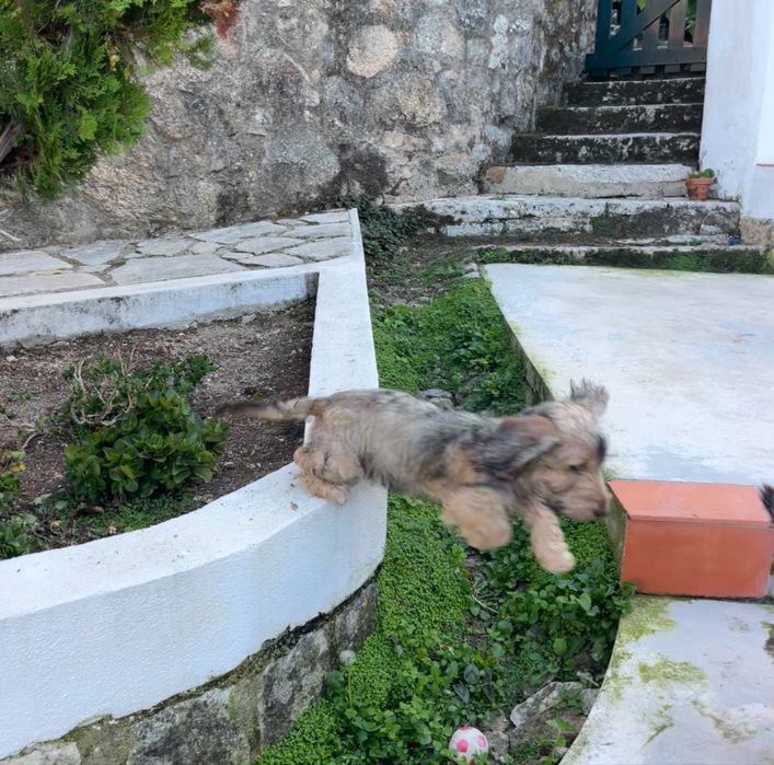Teckel de pelo cerdoso
