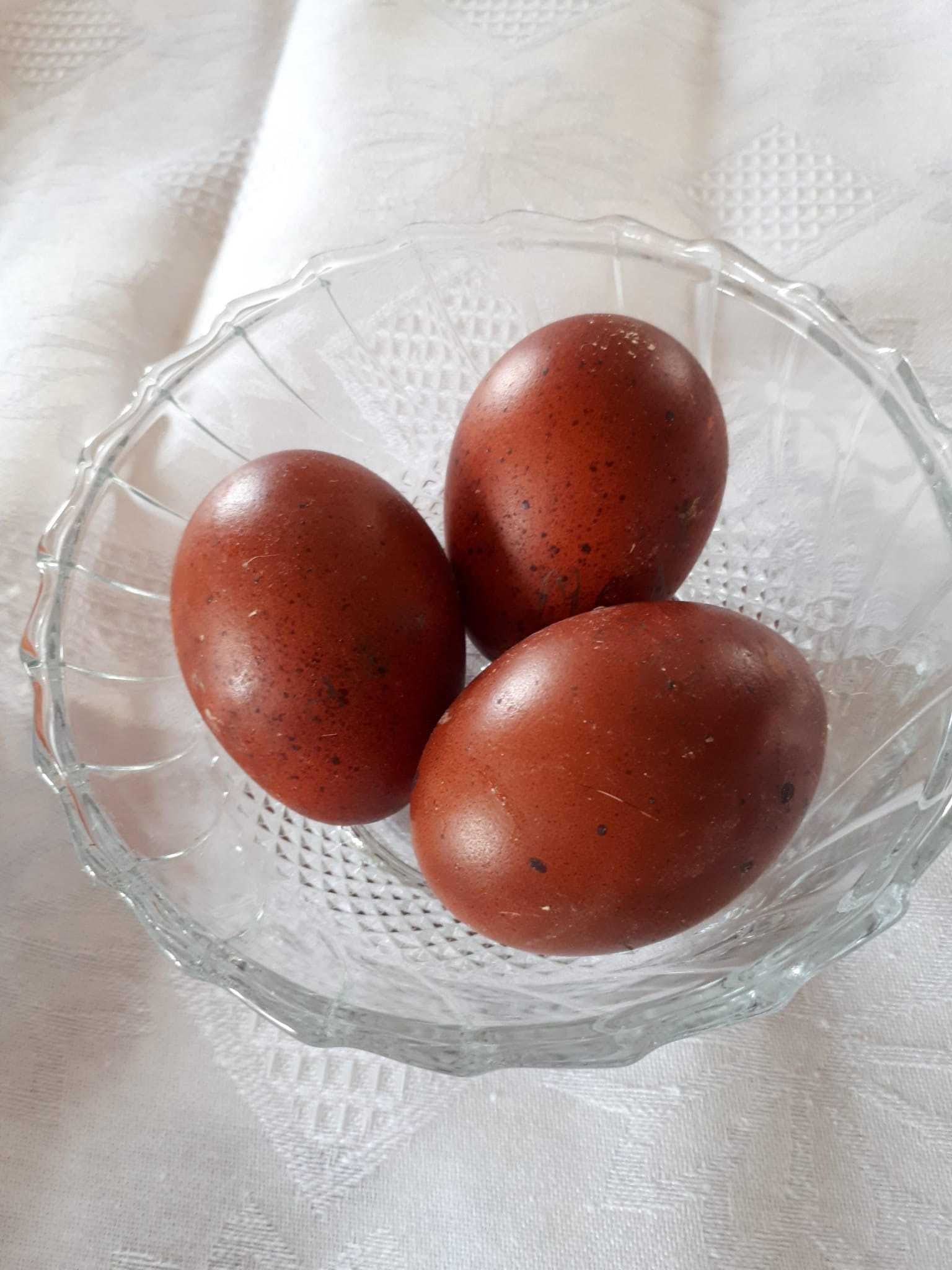 Ovos de galinhas puras da raça Marans.