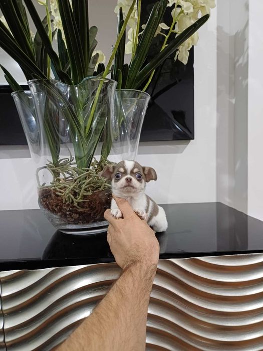 MARAVILHOSA Chihuahua  HIperminiatura FEMEA BRANCA e LILAC