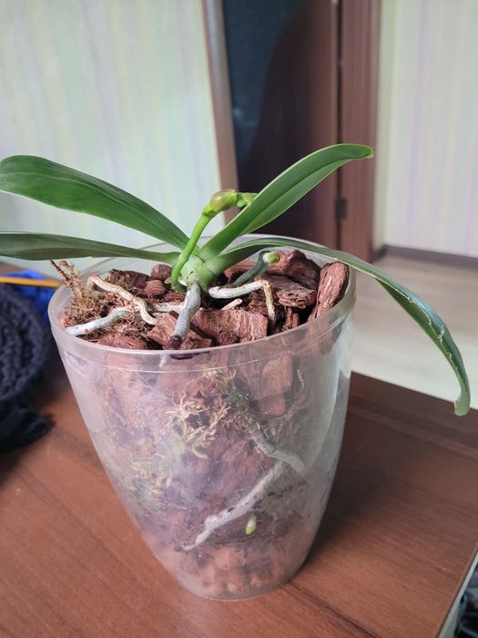 Давно домашня орхідея Анаконда, з квітконосом.