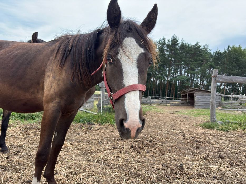 Sprzedam  lub zamienie ogiera 1.5 roku kuc feliński od matki Nn po go