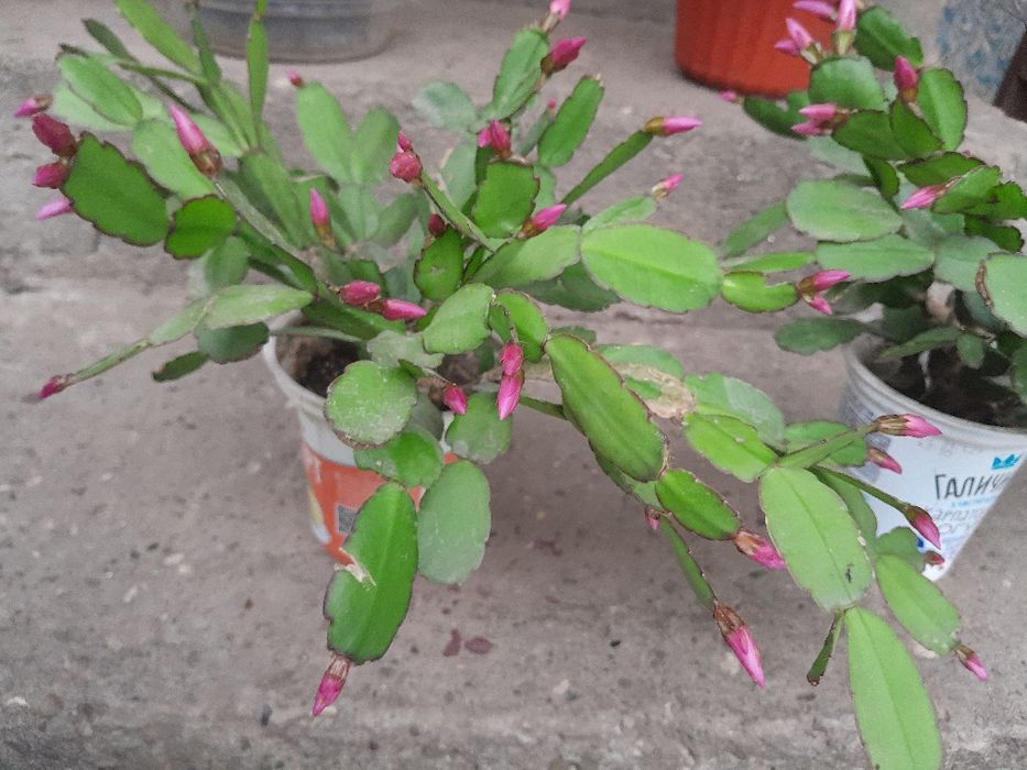 Різдвяник, пасхальник