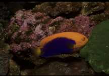 Centropyge Acanthops