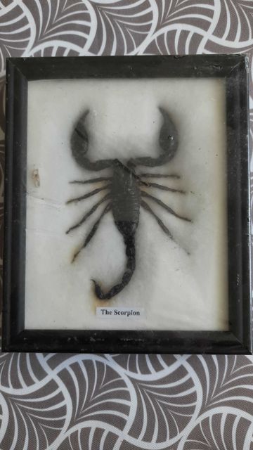 Ususzony Duzy scorpion w ramce za szyba Stan Nowy w folii