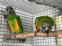 Casal papagaios do senegal com 3 anos