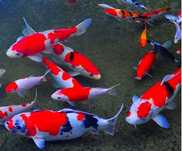 Karp Koi Narybek Karpi Koi Lipcówka