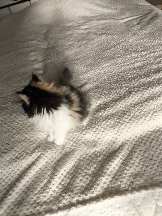 Mega słodziak koteczka pers