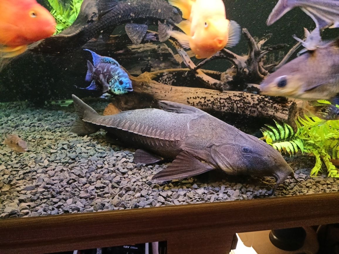 Oxydoras Niger kirys czarny rybka