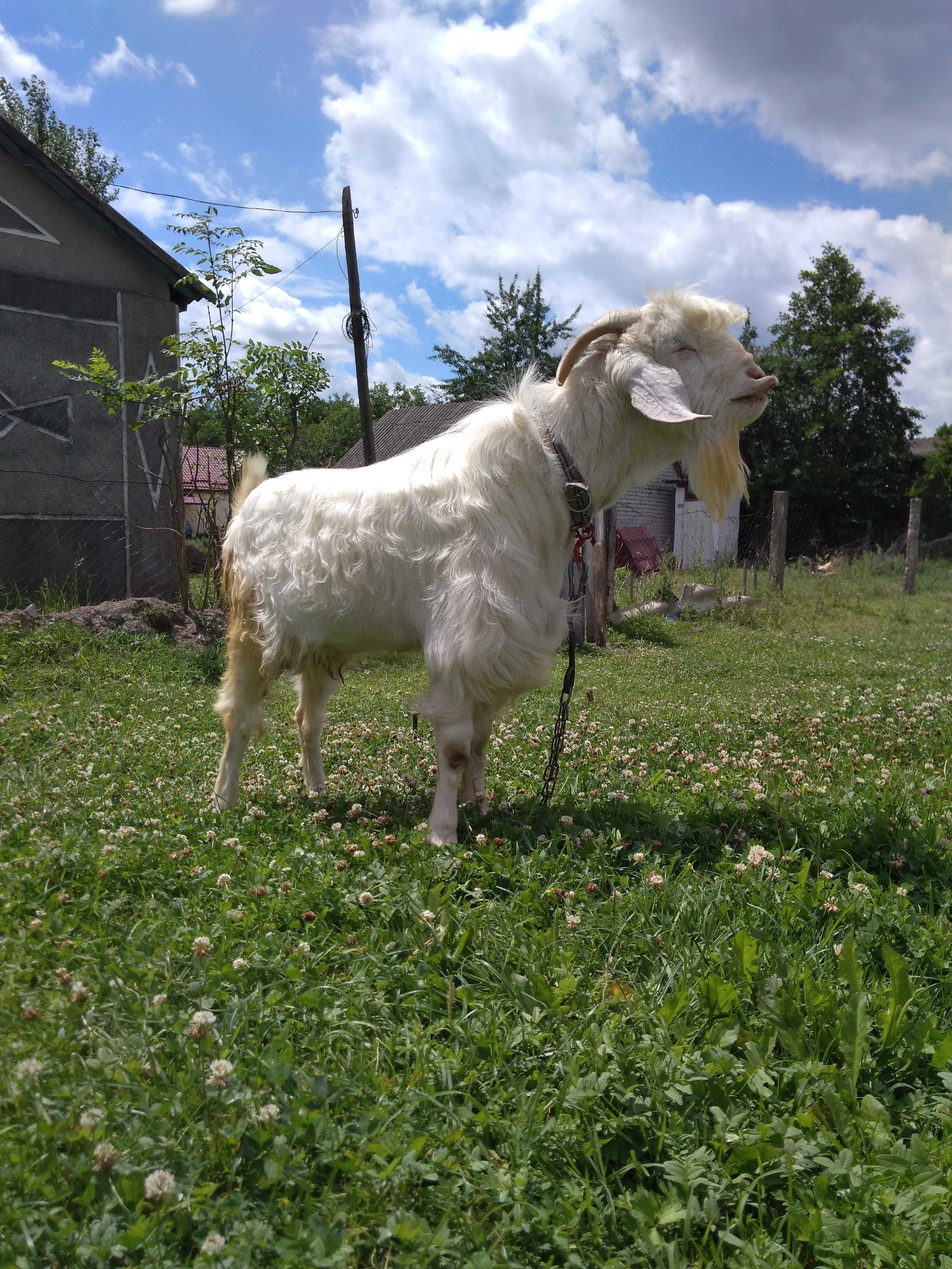 Парування кіз породистий козел 1,5 року 300 грн.
