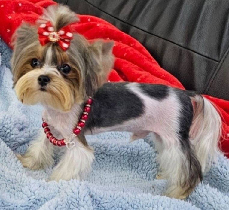 Malusieńki tylko 1.2kg!!! unikatowy pieseczek Biewer Terrier