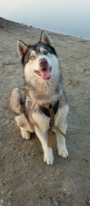 Девченка хаски в продаже