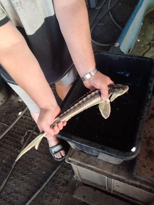 Sandacz narybek kroczek