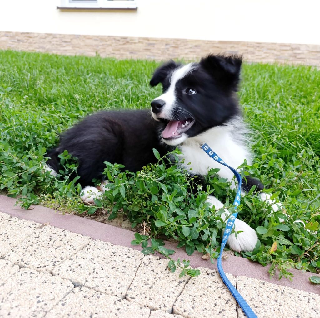 Piesek border collie ZKwP samczyk