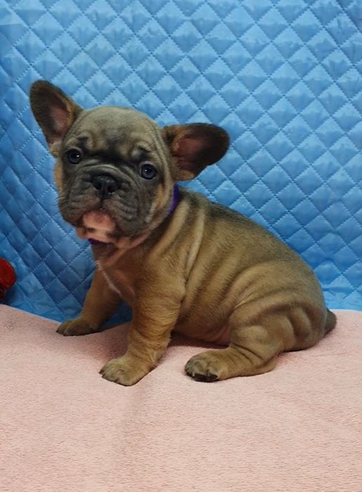 Дівчинка французский бульдог