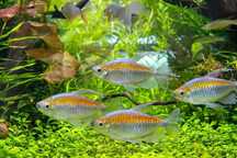 Peixe -Tetra Congo