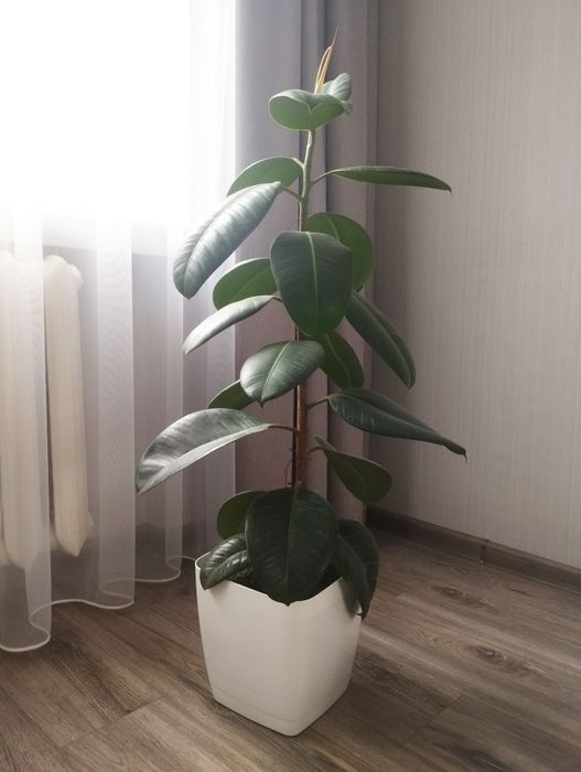 Фікус каучуконосний