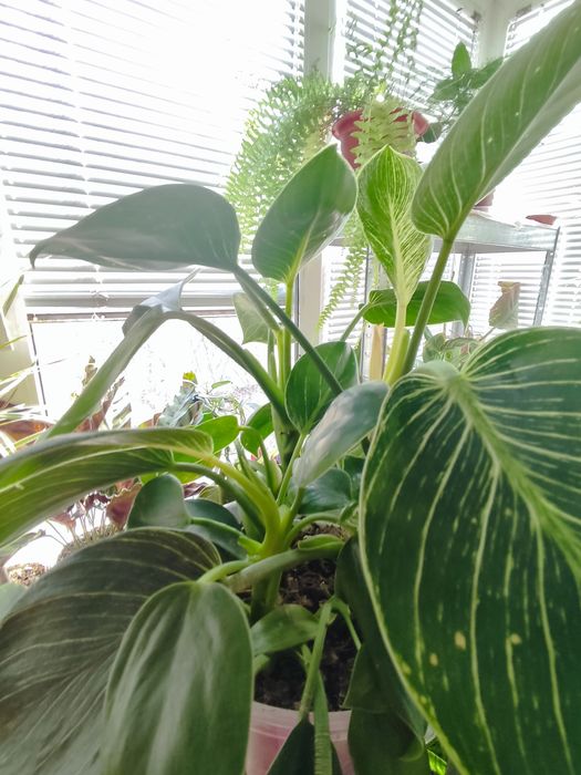 Філодендрон Біркін