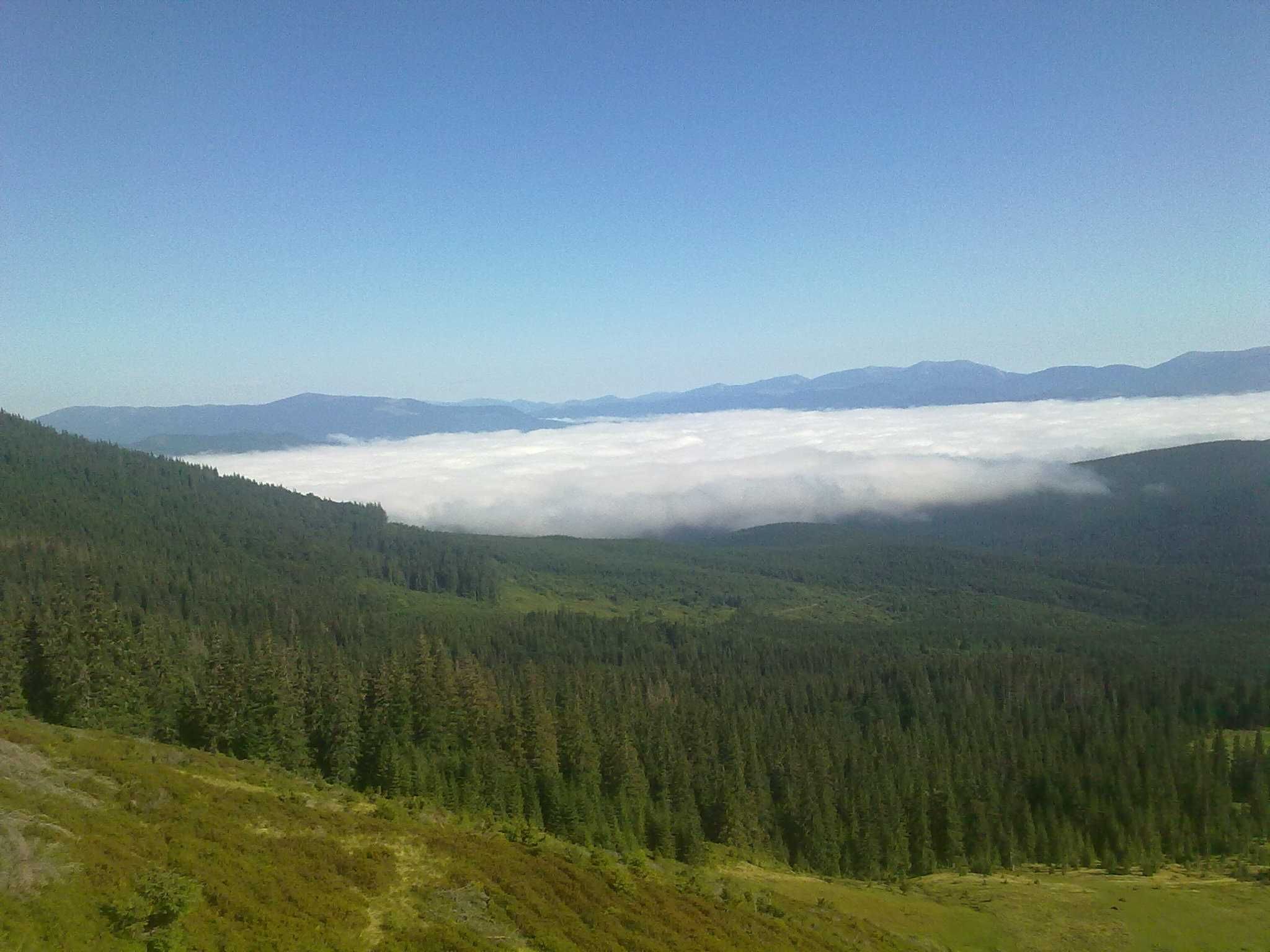 Мед, карпатський, гірський,100 % натуральний, екологічний.