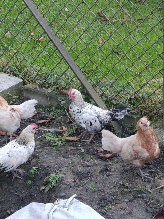 Koguty liliputy 7 szt.