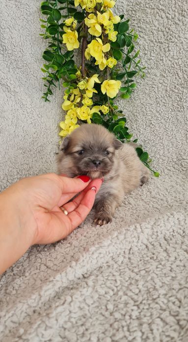 Exuberante Menina Lulu da Pomerânia mini de Qualidade
