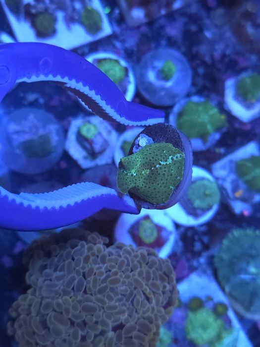 Discossomas corais de água salgada