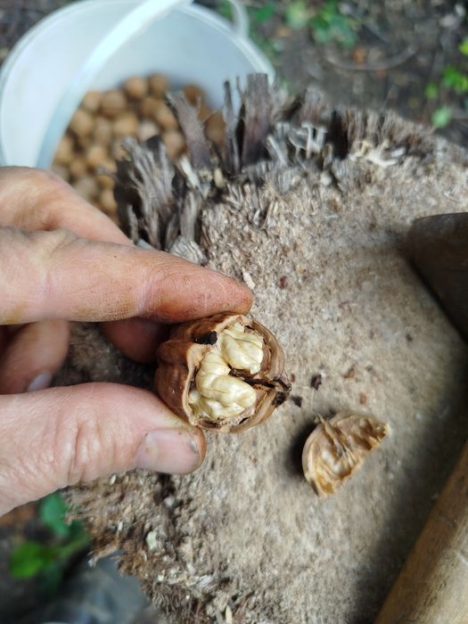 Горіх волоський 2025р