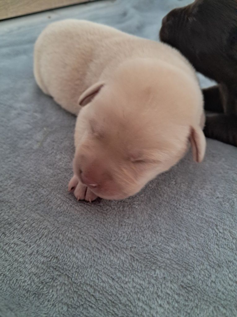 Labrador retriever