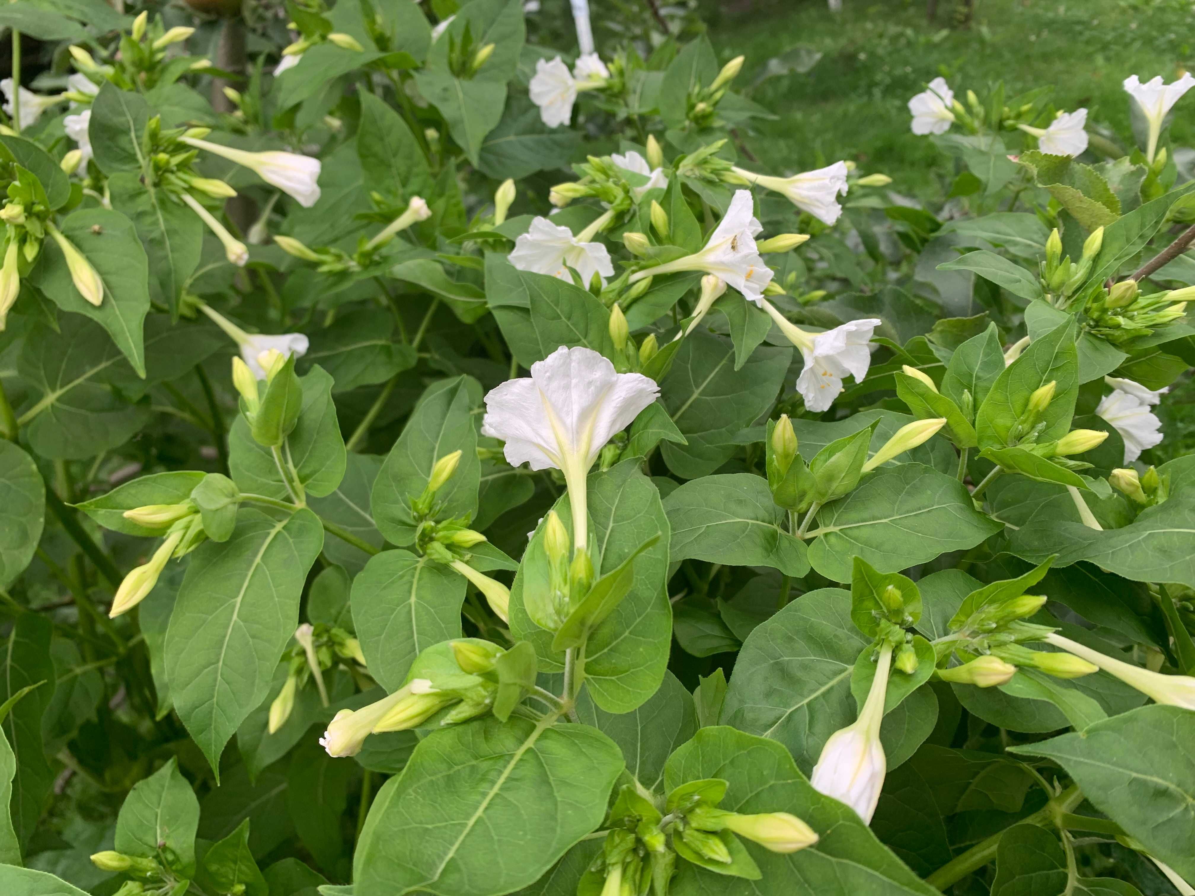 Dziwaczek wielobarwny Jalapa mix - nasiona 2024r.