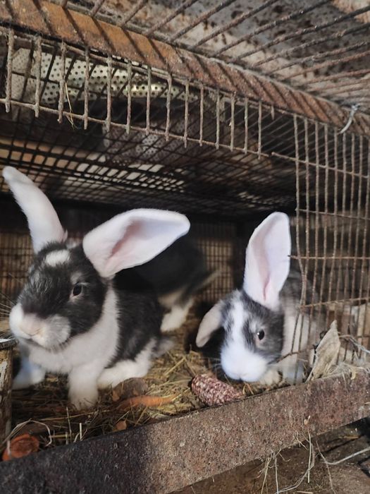 Продам кролики 2місячні.