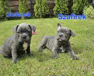 Buldog francuski chłopiec