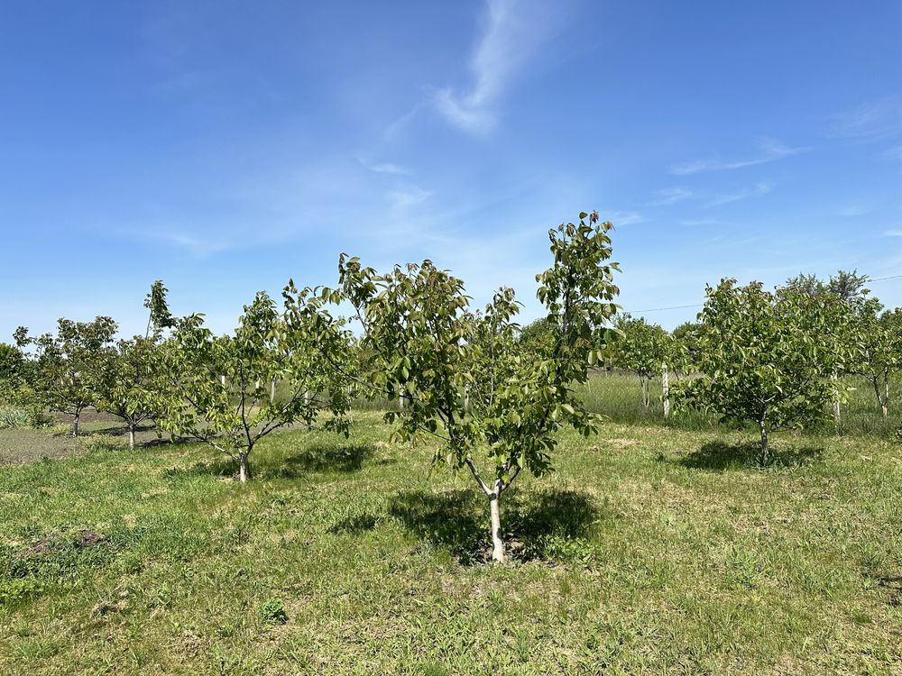 Продам саджанці горіха