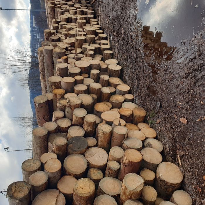 Świerk posusz suchar kornik Kłoda Dłużyca wałki drewno drzewo