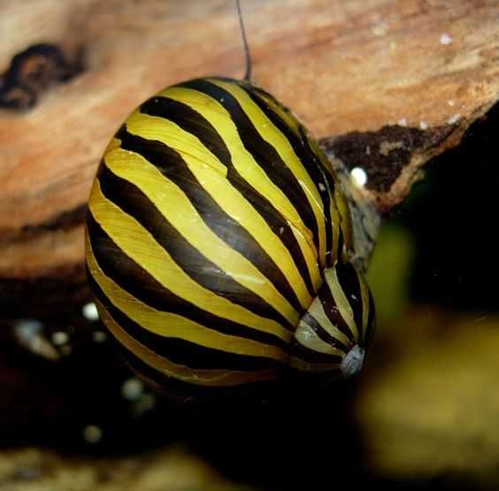 Ślimak Neritina natalensis ZEBRA - dowozimy, wysyłamy