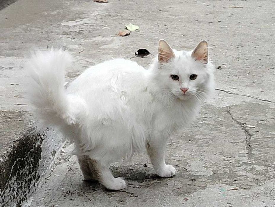 Котята ищут любящие семьи котики