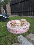 Śliczna sunia maltipoo