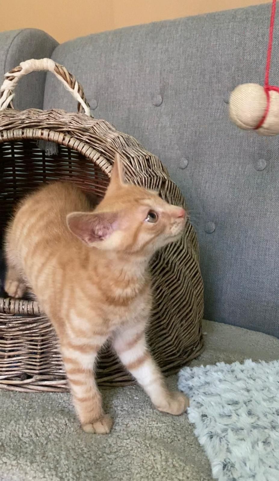 Eskel, Mogiel i Pady - słodziaki do adopcji