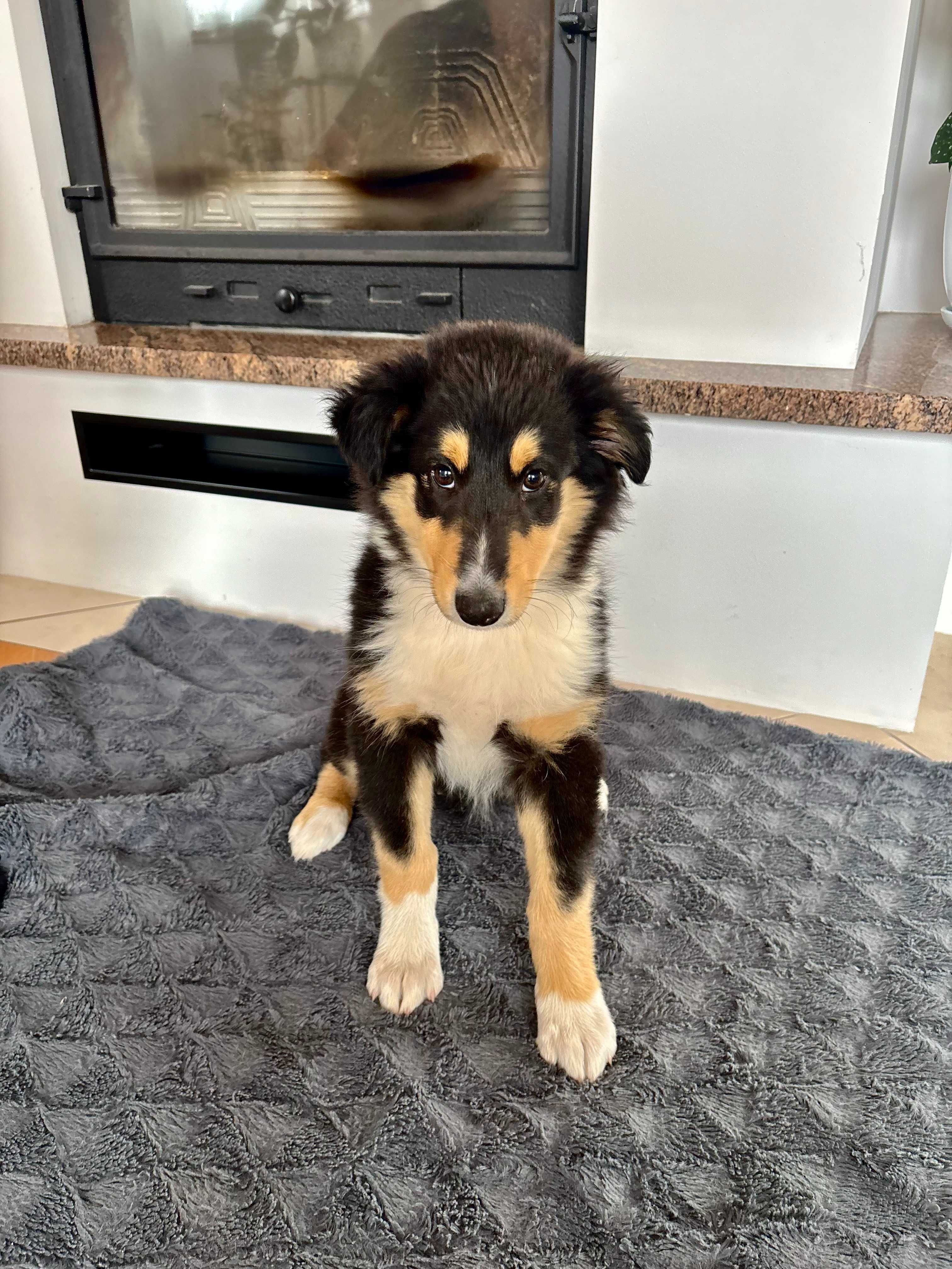 Szczeniak Owczarek Szkocki Collie