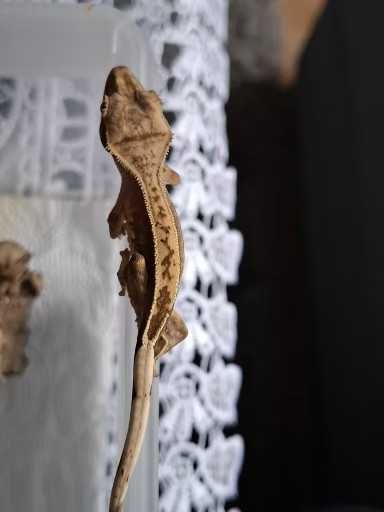 Gekon Orzęsiony Młode